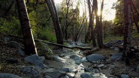 Drone Footage of river in the forest 動画素材 225783036