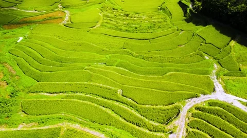 Drone Footage of Scenic Rice Fields in Rural Japan Vídeos de archivo 335573717