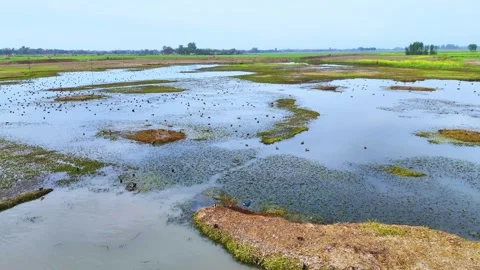 Drone footage of settled migratory birds resting in shallow waters. Stock Footage 310935705