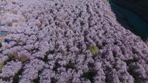 Drone footage showcasing endless stretches of apricot blossoms in Kargil Stock Footage 311503020