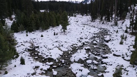 Drone footage showcasing pure alpine water weaving between pines in Stock Footage 311794068