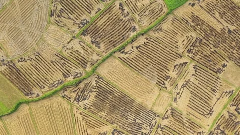 Drone footage showing a geometric patchwork of harvested rice paddies in That Stock Footage 346604703