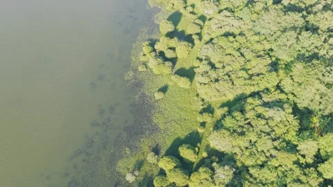 Drone footage showing an overhead view of the lush green forest meeting the calm Stock Footage 346672251