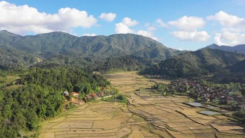 Drone footage showing a panoramic view of golden rice fields and a rural village Stock Footage 346665830