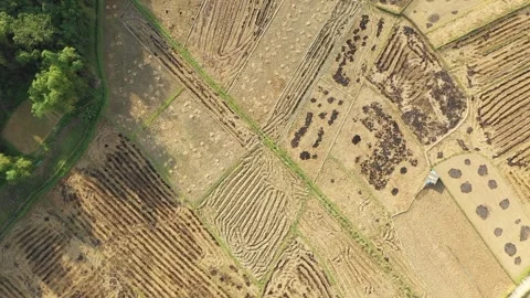 Drone footage showing a patchwork of harvested rice paddies near That Khe in Stock Footage 346608681