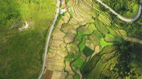 Drone footage showing a top-down view of lush green rice terraces and patchwork Stock Footage 346606953