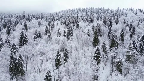 Drone Footage of Snow Covered Forest During Winter 스톡 동영상 338990168