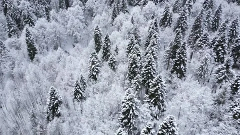Drone Footage of Snow Covered Forest During Winter Stock Footage 341960928