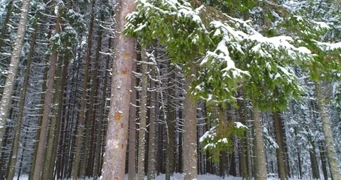 Drone footage snow covered trees, season travel white frozen nature idyllic Stock Footage 125612366