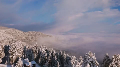Drone footage of snow-draped pine trees casting shadows on white meadows in Stock Footage 311946992