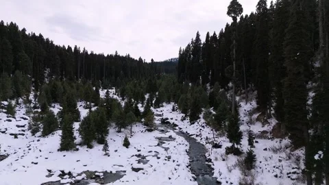 Drone footage of a soft stream gliding past snow-covered pine forests in Stock Footage 311793899