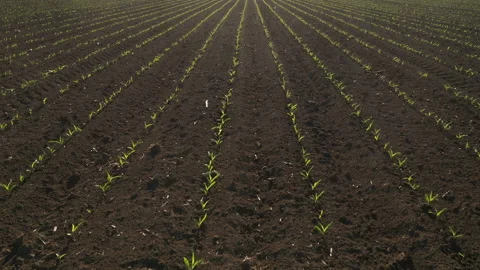 Drone footage of sprouting corn field Vídeos de archivo 153845465