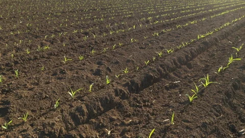 Drone footage of sprouting corn field Vídeos de archivo 153847996