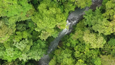 Drone footage of stream in-between trees and vegetation 2 Stock Footage 113518690