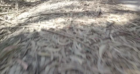 Drone Footage Sweeping Over Leaf-Covered Forest Floor Stock Footage 311940723