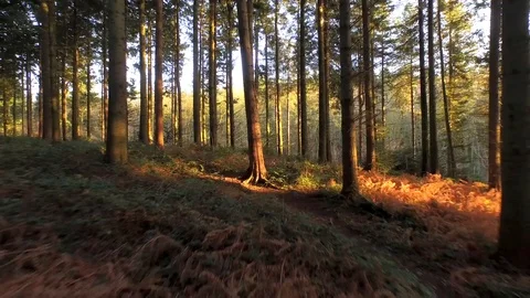 Drone footage taken while flying through a forest Stock Footage 93781465