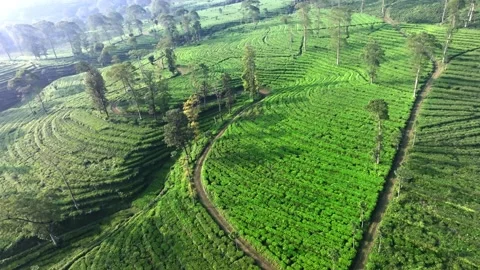 Drone Footage of Tea Plantation Rows and Green Agricultural Fields Stock Footage 337834771