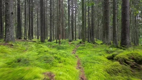 Drone footage through a moss covered forrest woodland path in Sweden Stock Footage 290320523