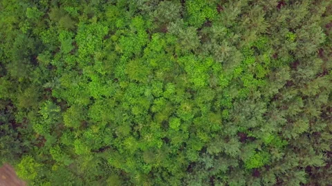 Drone footage with top down forest. Summer fresh green forest. Stock Footage 244529520