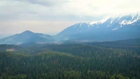 Drone footage top-down view pine trees and tilt up reveal massive valley Видео 333797785