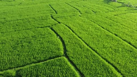 Drone Footage of Tropical Paddy Fields in Bali with Rich Green Texture Video stock 332201217