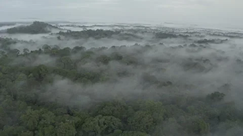 Drone Footage of Tropical Rainforest on a Cloudy Morning Stock Footage 312354552