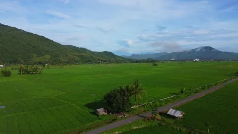 Drone Footage of Tropical Rice Fields and Rural Road in Indonesia Video stock 330085903