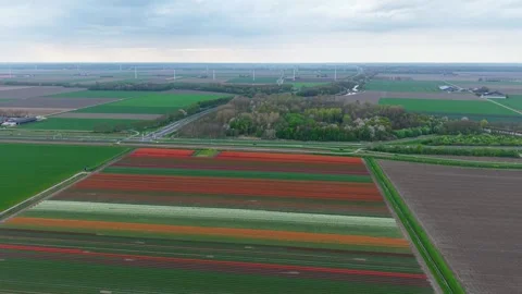 Drone footage of vibrant tulip fields. Stock Footage 307104795