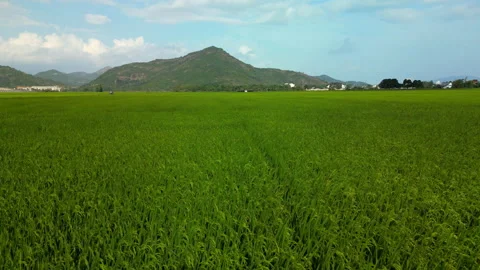 Drone footage, view of the rice fields of Vietnam during the harvest season Stock Footage 235351940