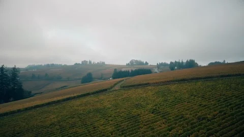 Drone Footage of Vineyard with fog in the background Stock Footage 144358341
