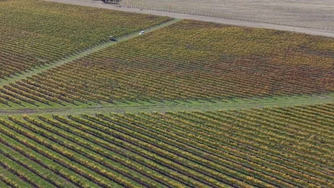Drone footage of vineyard harvest progress with trailer. Stock Footage 338374172