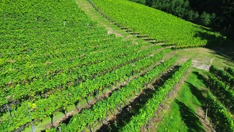 Drone footage of vineyard rows on green hillside Stock Footage 325529043