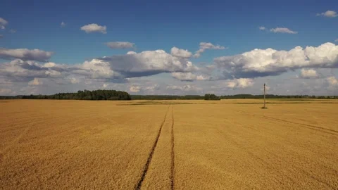 Drone footage of wheat agriculture fields Stock Footage 250339472