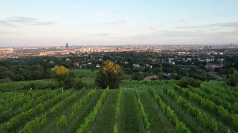 Drone Footage of a Wineyard in Vienna with a View of the Skyline in 4K Stock Footage