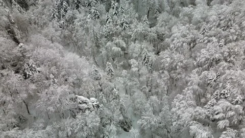 Drone footage of the winter forest Stock Footage 231262433