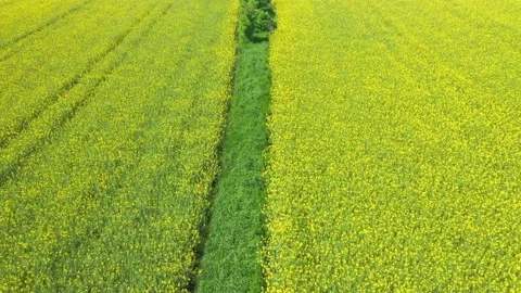 Drone footage of a yellow flowering rape field Stock Footage 196990174