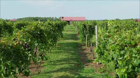 Drone footga eover vineyard vines wine grapes Stock Footage 321434948