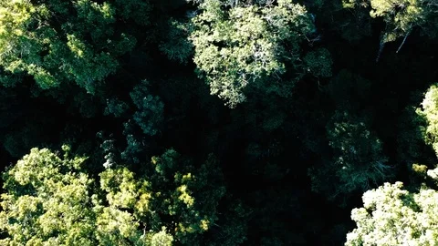 Drone: Forest Floor Stock Footage