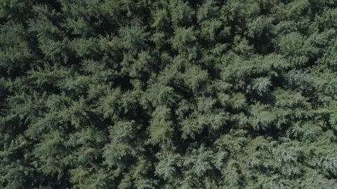 Drone Forest Fly Over Stock Footage 88962465
