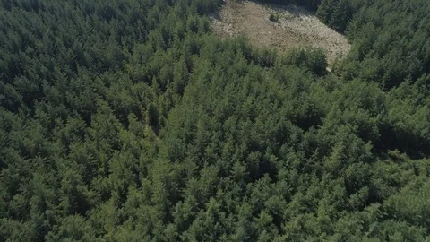 Drone Forest Fly Over, yorkshire Stock-Footage 88962490