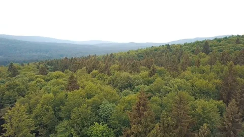 Drone forest flyover Stock Footage