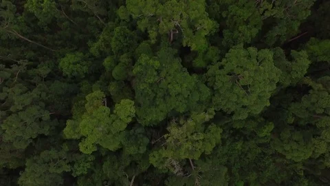 Drone Forest Video stock 78519965