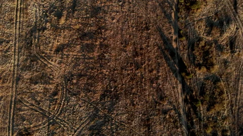 Drone Forest Footage Video Stock-Footage 136132575