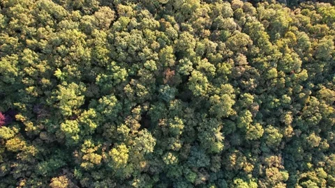 Drone Forest of Green Trees Stock Footage 221113518