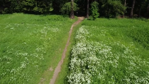 Drone Forest Path with White Flowers On the Edge of the Forest Stock Footage 134277346