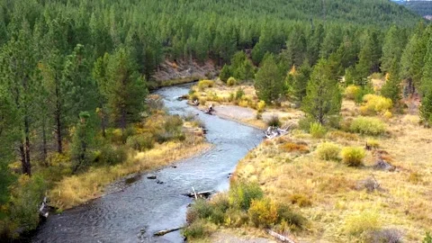 Drone Forest River 2 Video stock 249848191