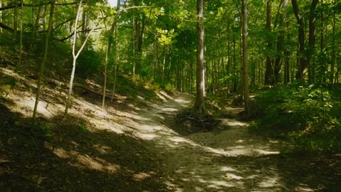 Drone Forest Trail 1 Stock Footage 234634921