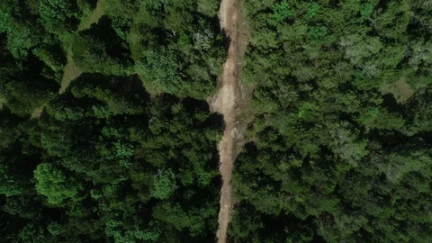 Drone forest trail vertical dolly Video stock 93379775