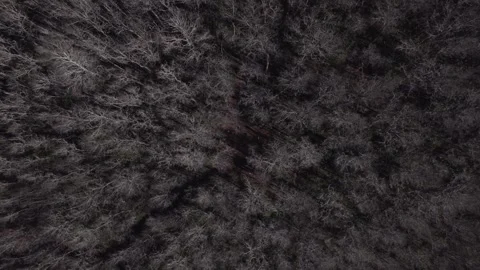 Drone Forest trees Stock Footage 285818182