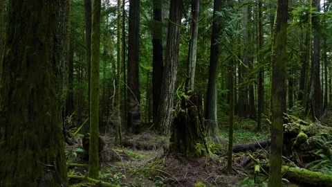 Drone Forest Trees Green Dense Thickets Canada Natural Landscape 4k Nature Stock Footage 169903004